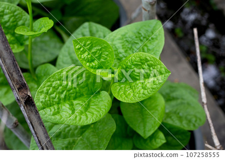Ceylon spinach or basella rubra linn 107258555
