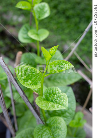 Ceylon spinach or basella rubra linn Ceylon spinach or basella rubra linn 107258561