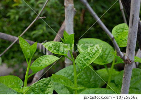 Ceylon spinach or basella rubra linn Ceylon spinach or basella rubra linn 107258562
