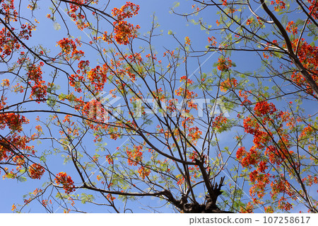 Barbados pride flower or dwarf poinciana, flower fence, paradise flower, peacock's crest, pride of barbados Barbados pride flower or dwarf poinciana, flower fence, paradise flower, peacock's crest, pride of barbados 107258617