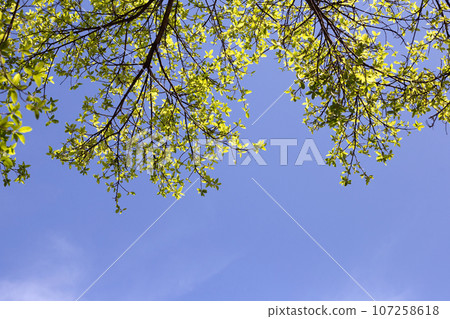 Tree branches with blue sky Tree branches with blue sky 107258618