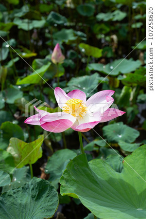 Pink lotus flower blooming in pond with green leaves Pink lotus flower blooming in pond with green leaves 107258620
