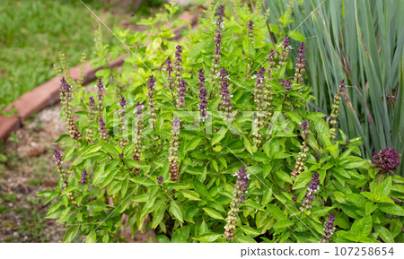 Sweet basil with lemongrass in herb garden 107258654