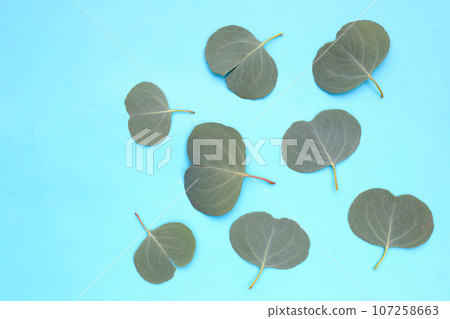 Green leaves of eucalyptus on blue background. 107258663