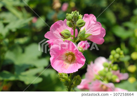 Beautiful pink hollyhock flower in the garden Beautiful pink hollyhock flower in the garden 107258664