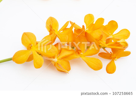 Yellow mokara orchid on white background. 107258665