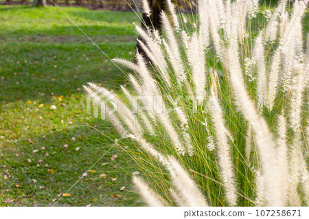 Fountain grass or pennisetum alopecuroides Fountain grass or pennisetum alopecuroides 107258671