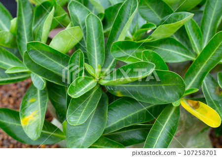Adenium obesum plant. Green leaves Adenium obesum plant. Green leaves 107258701