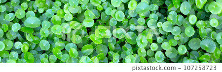 Centella asiatica (gotu kola). Fresh green leaves herb background. 107258723