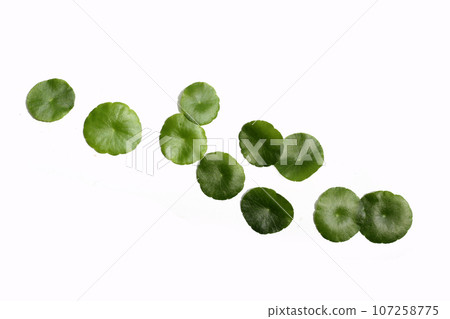 Centella asiatica (gotu kola). Fresh green leaves herb plant 107258775