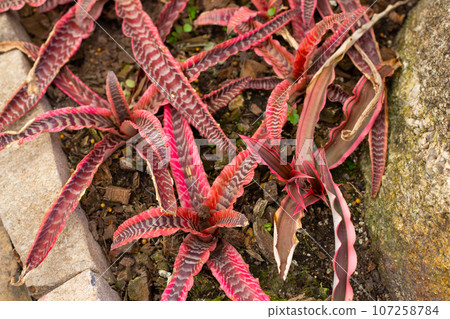 Bromeliad in the garden. Colorful plant leaves Bromeliad in the garden. Colorful plant leaves 107258784