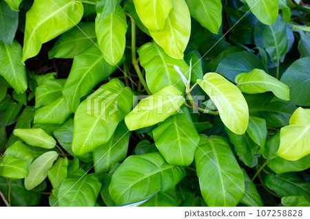 Philodendron plant in the garden Philodendron plant in the garden 107258828