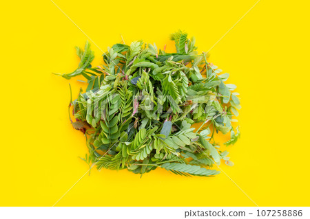 Young tamarind leaves on yellow background. Young tamarind leaves on yellow background. 107258886