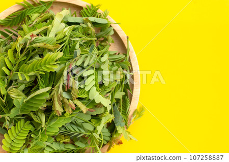 Young tamarind leaves on yellow background. Young tamarind leaves on yellow background. 107258887