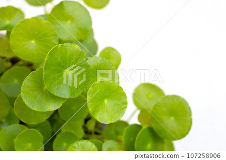 Fresh green centella asiatica plant 107258906