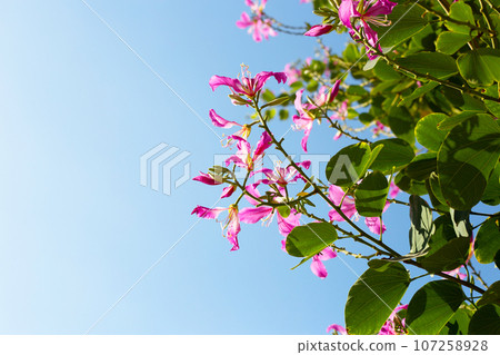Bauhinia purpurea tree with pink flower Bauhinia purpurea tree with pink flower 107258928