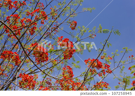 Barbados pride flower or dwarf poinciana, flower fence, paradise flower, peacock's crest, pride of barbados Barbados pride flower or dwarf poinciana, flower fence, paradise flower, peacock's crest, pride of barbados 107258945