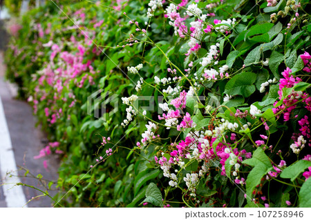 Mexican creeper, Chain of love, Coral vine. Pink flower Mexican creeper, Chain of love, Coral vine. Pink flower 107258946