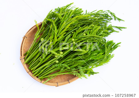 Leucaena leucocephala isolated on white background 107258967