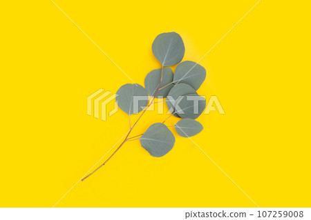Green leaves of eucalyptus on white Green leaves of eucalyptus on white 107259008