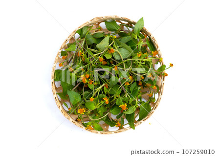 Yellow flower with green leaves of acmella oleracea or toothache plant on white background Yellow flower with green leaves of acmella oleracea or toothache plant on white background 107259010