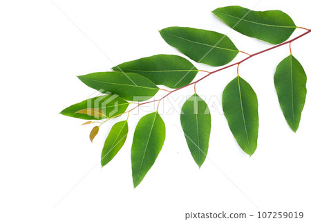Green leaves of eucalyptus on white Green leaves of eucalyptus on white 107259019