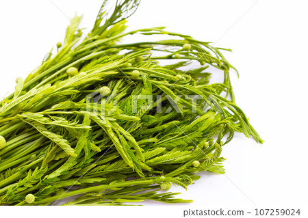 Leucaena leucocephala isolated on white background 107259024