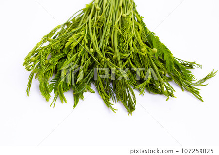 Leucaena leucocephala isolated on white background Leucaena leucocephala isolated on white background 107259025