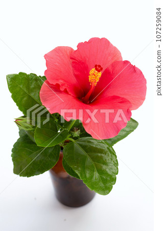 Hibiscus flower on white background. Hibiscus flower on white background. 107259084
