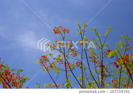 Barbados pride flower or dwarf poinciana, flower fence, paradise flower, peacock's crest, pride of barbados Barbados pride flower or dwarf poinciana, flower fence, paradise flower, peacock's crest, pride of barbados 107259192