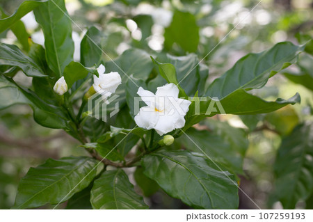 Crepe jasmine, Clavel De La India, East Indian rosebay, Pinwheel flower Crepe jasmine, Clavel De La India, East Indian rosebay, Pinwheel flower 107259193