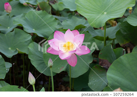 Beautiful blooming pink lotus flower with green leaves Beautiful blooming pink lotus flower with green leaves 107259264