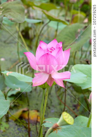 Beautiful blooming pink lotus flower with green leaves Beautiful blooming pink lotus flower with green leaves 107259265