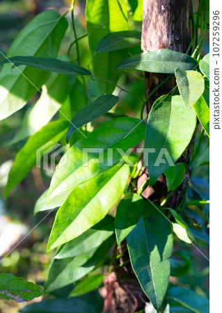 Tiliacora triandra leaves. Green leaf herb Tiliacora triandra leaves. Green leaf herb 107259296