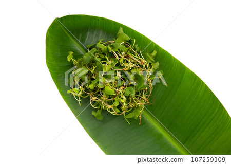 Gotu kola plant or Asiatic pennywort, Indian pennywort Gotu kola plant or Asiatic pennywort, Indian pennywort 107259309