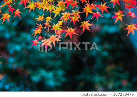 京都秋夜漂浮在熊野觀音寺的鮮豔秋葉 京都秋夜漂浮在熊野觀音寺的鮮豔秋葉 107259479