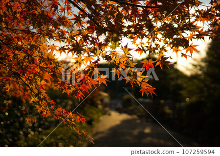 Beautiful autumn leaves at Mimuroto Temple shining in the setting sun in Kyoto Beautiful autumn leaves at Mimuroto Temple shining in the setting sun in Kyoto 107259594