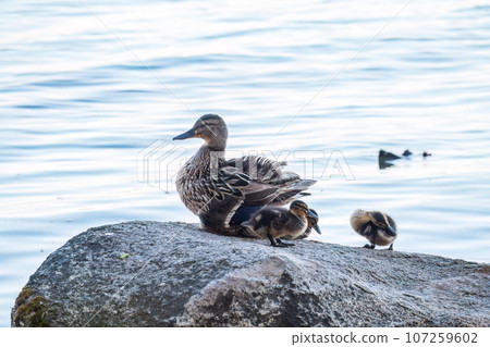 Adult duck with many ducklings sits on green shore of pond 107259602