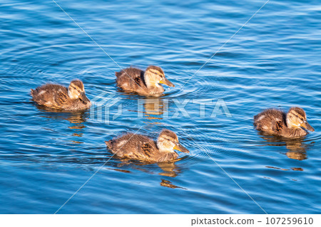 Cute little duckling swimming alone in a lake or river with calm water Cute little duckling swimming alone in a lake or river with calm water 107259610
