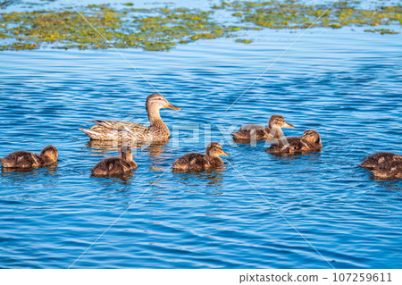 A family of ducks, a duck and its little ducklings are swimming in the water. The duck takes care of its newborn ducklings. Mallard, lat. Anas platyrhynchos 107259611
