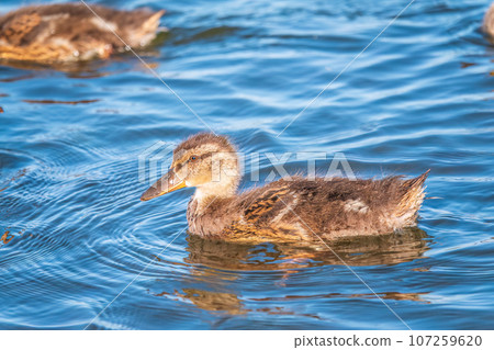 Cute little duckling swimming alone in a lake or river with calm water Cute little duckling swimming alone in a lake or river with calm water 107259620