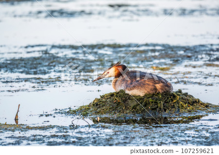 Great Crested Grebe, Podiceps cristatus, water bird sitting on the nest, nesting time on the green lake Great Crested Grebe, Podiceps cristatus, water bird sitting on the nest, nesting time on the green lake 107259621