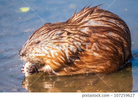 Wild animal Muskrat, Ondatra zibethicuseats, eats on the river bank Wild animal Muskrat, Ondatra zibethicuseats, eats on the river bank 107259627