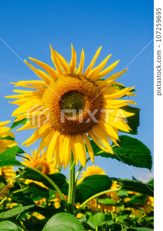 Sunflower with yellow petals against blue sky. One sunflower close up. Sunflower field. Sunflower with yellow petals against blue sky. One sunflower close up. Sunflower field. 107259695