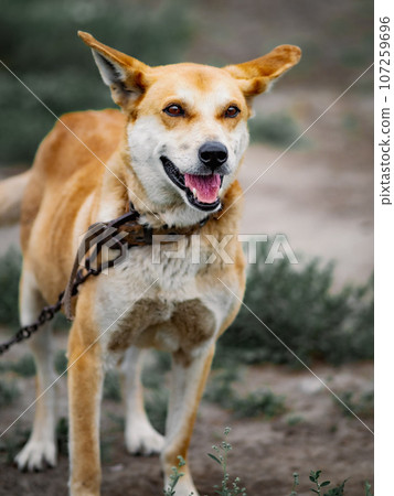 Portrait of red dog on chain with collar on summer day. Dog with open mouth 107259696