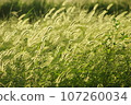 綠色的狐尾草在逆光的風中搖曳 107260034