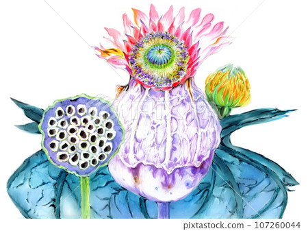 用顏料手繪的花朵和種子的逼真美麗的插圖 用顏料手繪的花朵和種子的逼真美麗的插圖 107260044