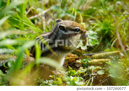 大雪山花栗鼠正忙著準備過冬 107260077
