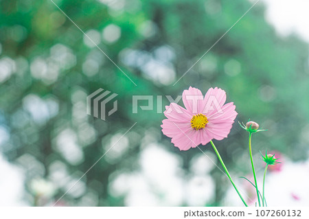 Pink Cosmos 107260132