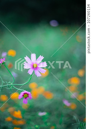 Pink Cosmos Pink Cosmos 107260134